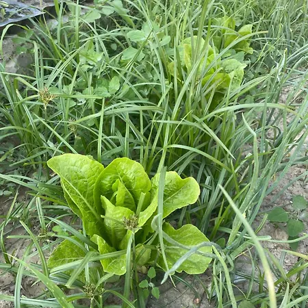 Agroecology And Gastronomy * Kusadası